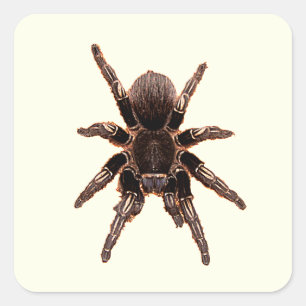 Tarantula Quadratischer Aufkleber