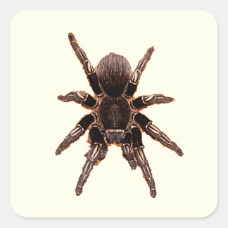 Tarantula Quadratischer Aufkleber