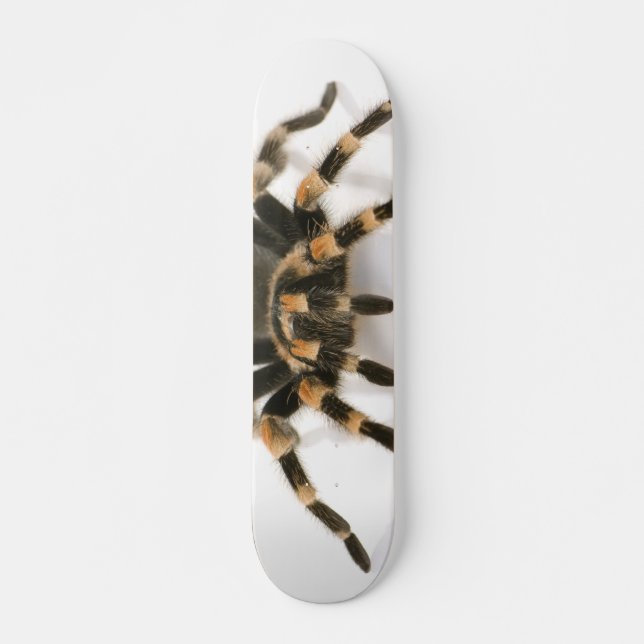 Tarantula Skateboard (Vorne)
