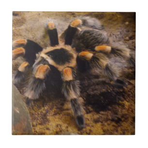 Tarantula Small (4,25" x 4,25") Keramik Foto Tile Fliese