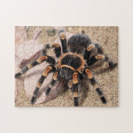 Tarantula Spider