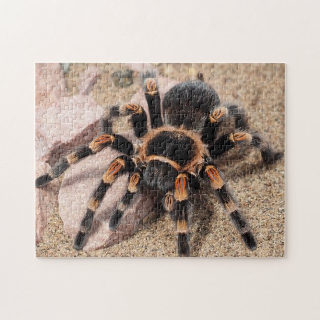 Tarantula Spider (Horizontal)