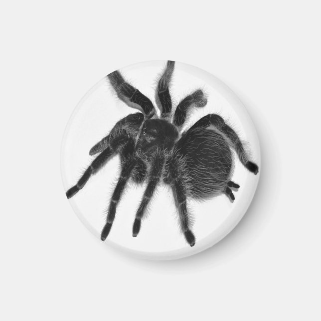 Tarantula Spider noir blanc aimant (Devant)