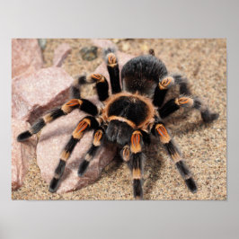 Tarantula Spider Poster