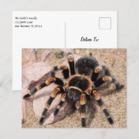 Tarantula Spider