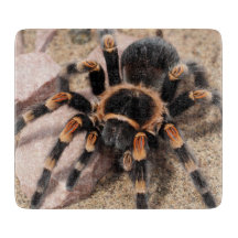 Tarantula Spider