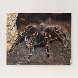 Tarantula-Spinne