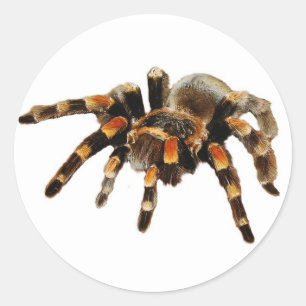 Tarantula Spinne schwarz und orange Runder Aufkleber