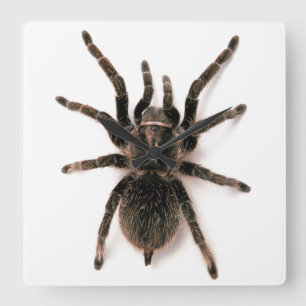 Tarantula-Spinnen-Wanduhr Quadratische Wanduhr