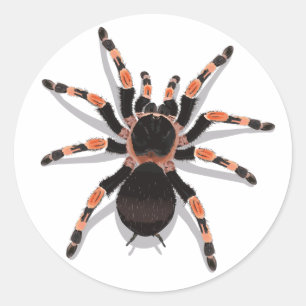 Tarantula Sticker