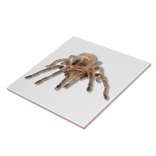 Tarantulaspinne 6x6 fliese (Seite)