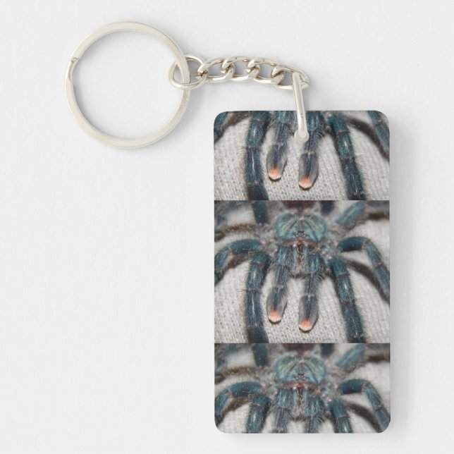 tarantule bleue (Devant)