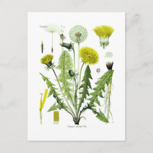 Taraxacum officinale (Dandelion) Postkarte