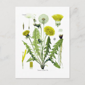 Taraxacum officinale (Dandelion) Postkarte