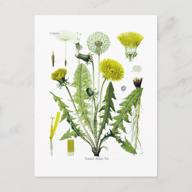 Taraxacum officinale (Dandelion) Postkarte (Vorderseite)