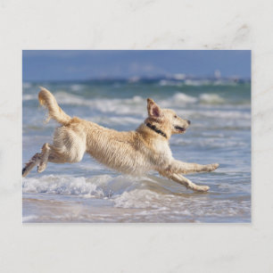 Tarifa, Cadiz, Analusie, Sprössling Postkarte