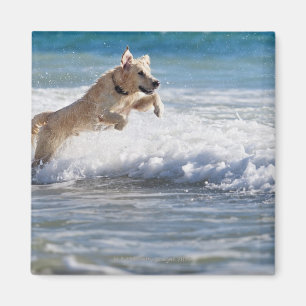 Tarifa, Cadiz, Analusien, Spinnenraum 2 Magnet