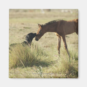 Tarifa, Cadiz, Andalusien, Spanien 2 Magnet