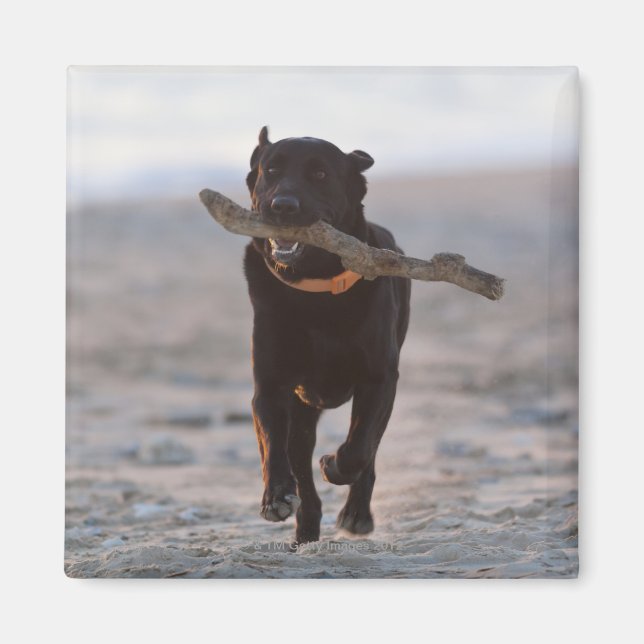 Tarifa, Cadiz, Spanien Magnet (Vorne)