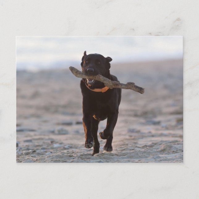 Tarifa, Cadiz, Spanien Postkarte (Vorderseite)