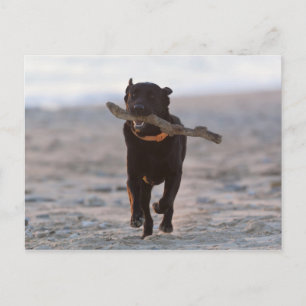 Tarifa, Cadiz, Spanien Postkarte