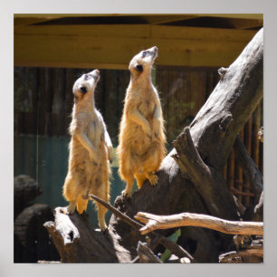Taronga Western Plains Zoo Dubbo - Meerkat Poster