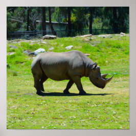 Taronga Western Plains Zoo Dubbo - Rhino Poster