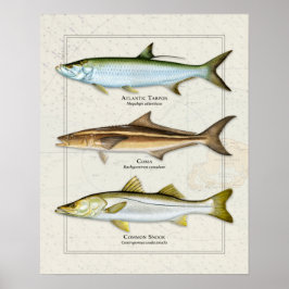 Tarpon, Cobia, Snook Trio Poster