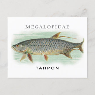 Tarpon Fischerei Vintage Fischdarstellung mit Name Postkarte