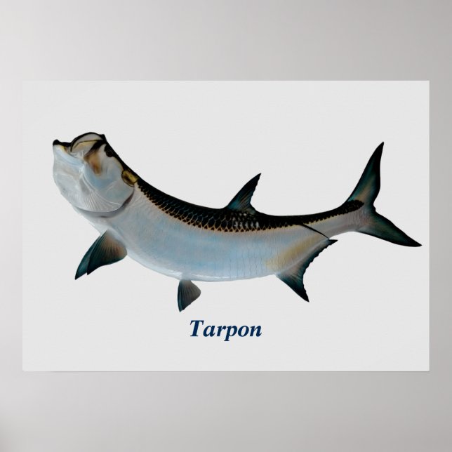 Tarpon Poster (Vorne)