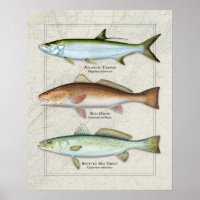 Tarpon, Red Drum, Sea Foreut Trio