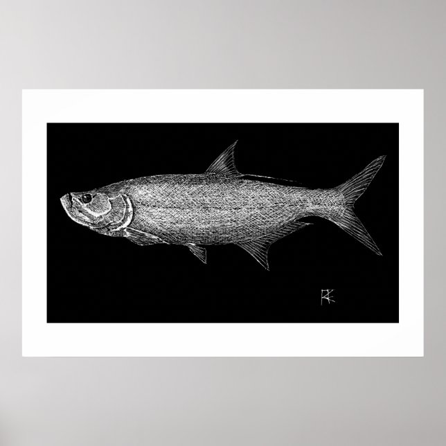 Tarpon Scratch art Poster (Vorne)
