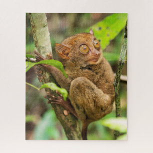 Tarsier-Affen-Wildnis
