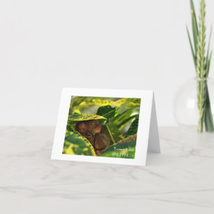 Tarsier dans la carte de billet Bohol