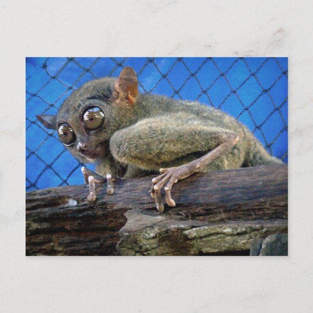 Tarsier Postkarte (Vorderseite)