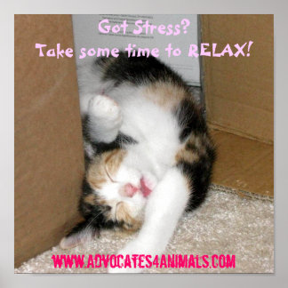 T'as du stress ? POSTER CUTE CUTE KITTEN