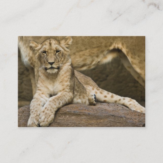 Taschen-Kalender Löwe-CUBs 2011 (Großbritannien) Visitenkarte (Vorderseite)