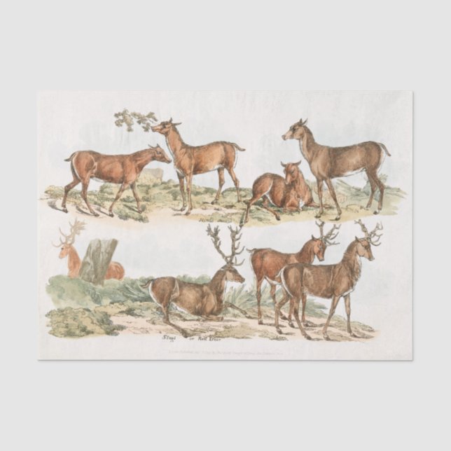 Taschen oder Rote Hirsche aus Sportskizzen (1817-1 Seidenpapier (Vorderseite)