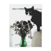 Tasha, die Tuxedo-Katze