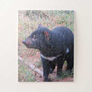 Tasmanian Devil