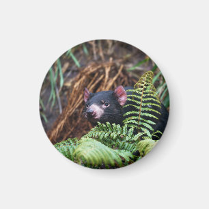 Tasmanian Devil Begegnung Magnet
