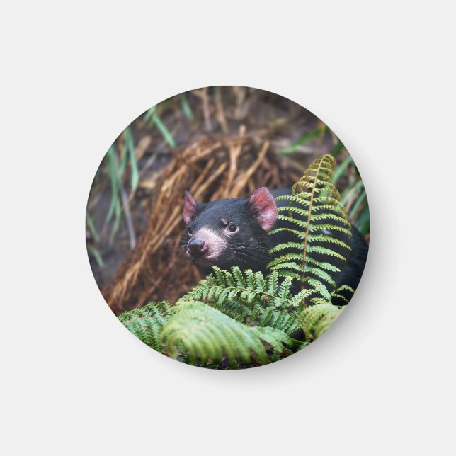 Tasmanian Devil Begegnung Magnet (Vorne)