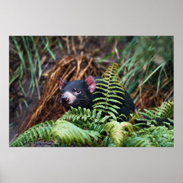 Tasmanian Devil Begegnung Poster (Vorne)