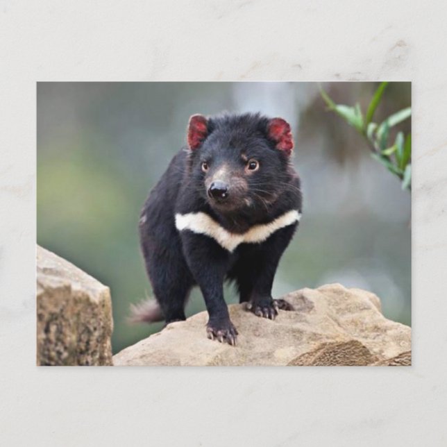 Tasmanian Devil Feiertagspostkarte (Vorderseite)