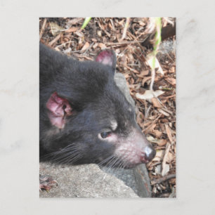 Tasmanian Devil Postcard Postkarte