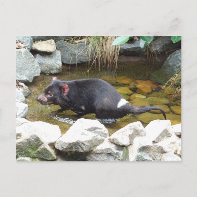 Tasmanian Devil Postcard Postkarte (Vorderseite)