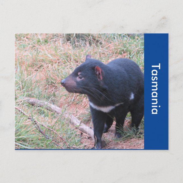 Tasmanian Devil Postcard Postkarte (Vorderseite)