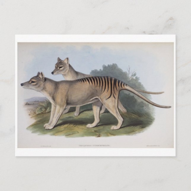 Tasmanian Tiger Postcard Postkarte (Vorderseite)