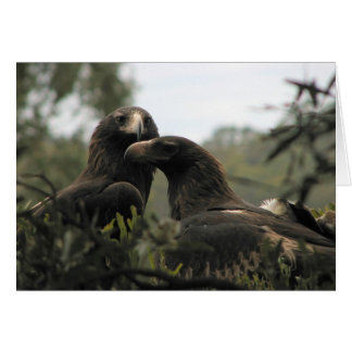 Tasmanian Wedge Tegeladler