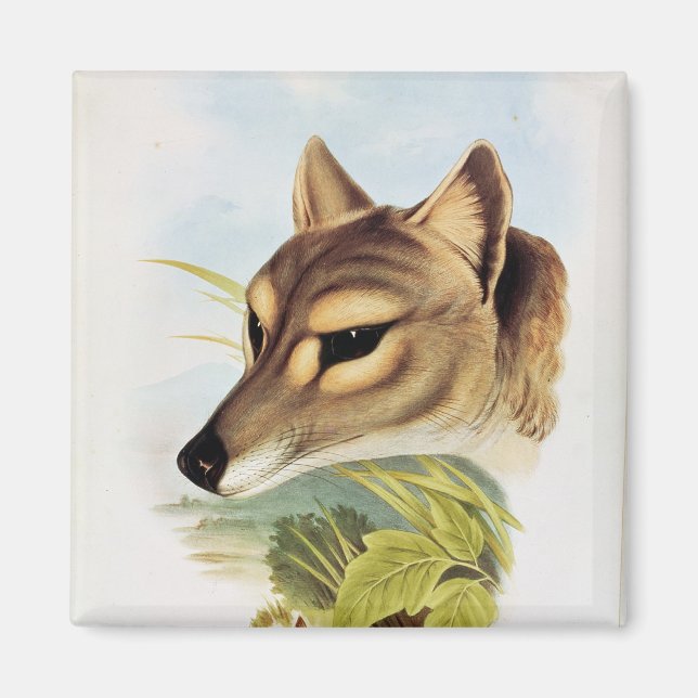 Tasmanian Wolf oder Tiger Magnet (Vorne)